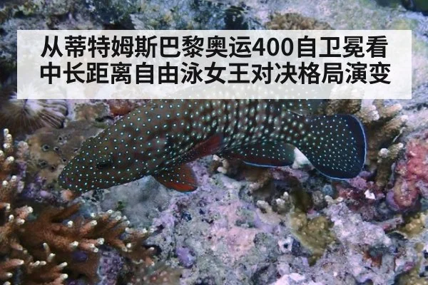 从蒂特姆斯巴黎奥运400自卫冕看中长距离自由泳女王对决格局演变